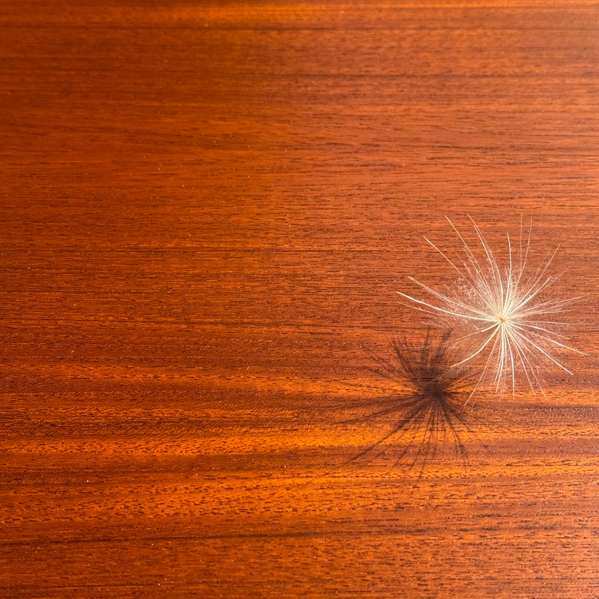 A single dandelion seed with a feathery parachute casts a distinct shadow on the smooth, reddish-brown surface of a fully restored Parker No.92 D End Dining Table (Rediscover).